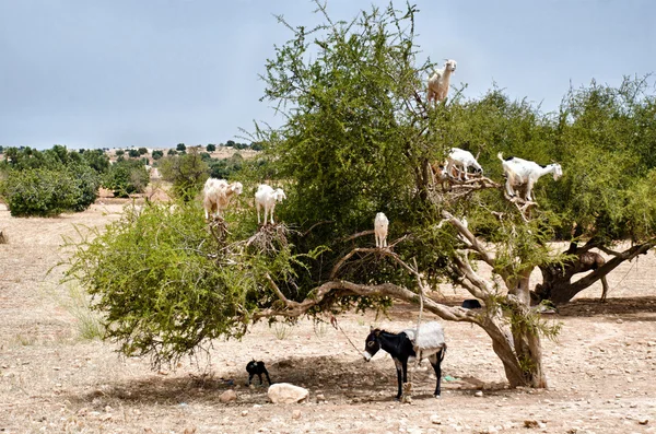 Keçi yeme argan meyve, Fas, essaouira — Stok fotoğraf