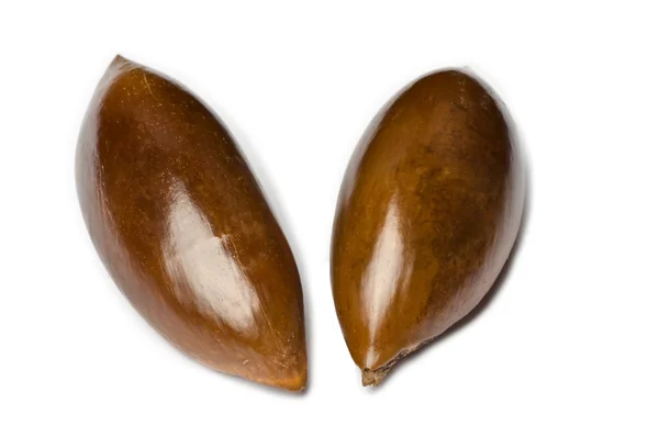 シロサポテまたは mamey の種子 — ストック写真