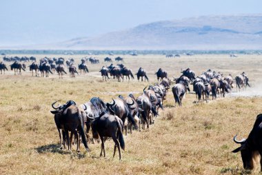 Ngorongoro: wildebeest göç