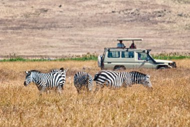 Tourists wathing zebras eating clipart