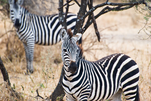 Two zebras feeling in danger, look to the same side