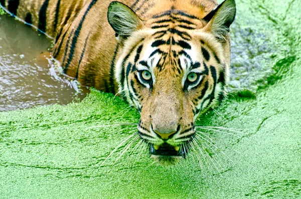 Тигр под дождем — стоковое фото