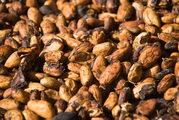 Semillas de cacao secándose al sol — Foto de Stock