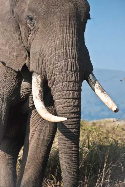 Ελέφαντας στη σαβάνα — Φωτογραφία Αρχείου