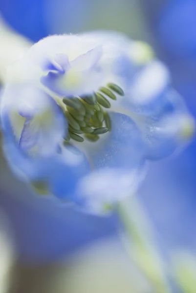 翠雀属植物花卉 — 图库照片