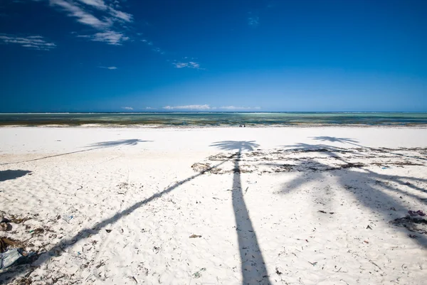 Sombras de palmeras —  Fotos de Stock