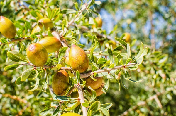 Argan ovoce na stromě — Stock fotografie