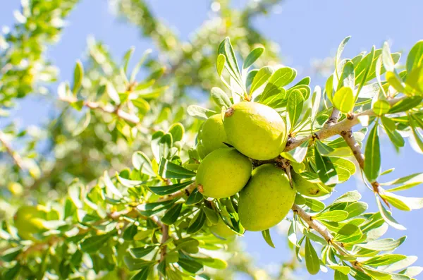 Argan owoc na drzewie Obrazek Stockowy