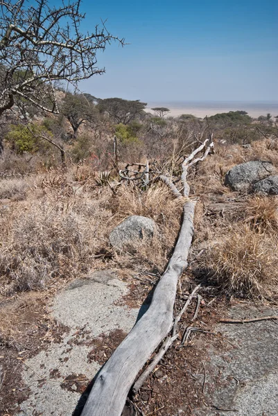 Africké savany — Stock fotografie