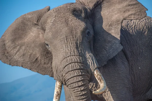 Retrato de elefante - Parque Nacional de Ngorongoro — Fotografia de Stock