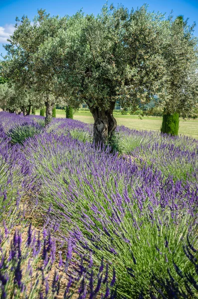 Lavender Raw in Provence, france — Stock Photo, Image