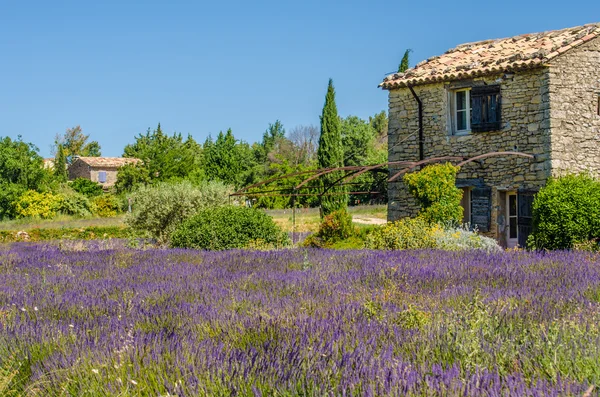 Campo de lavanda en Provenza, Francia — Foto de Stock