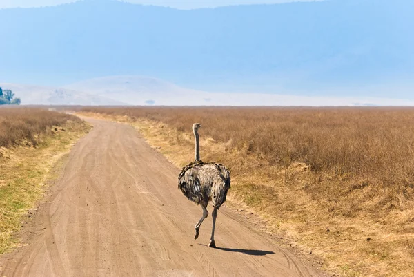 Struisvogel op de weg — Stockfoto