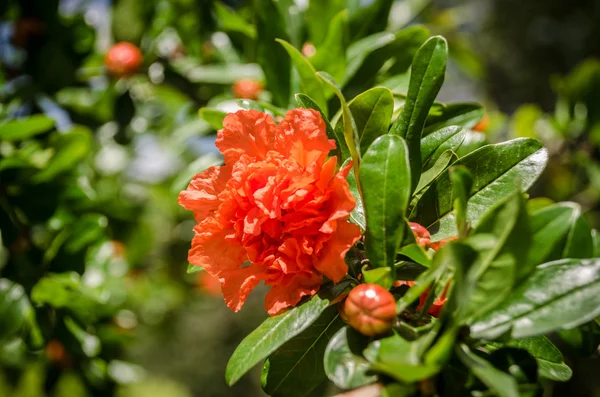 Flor de romã — Fotografia de Stock