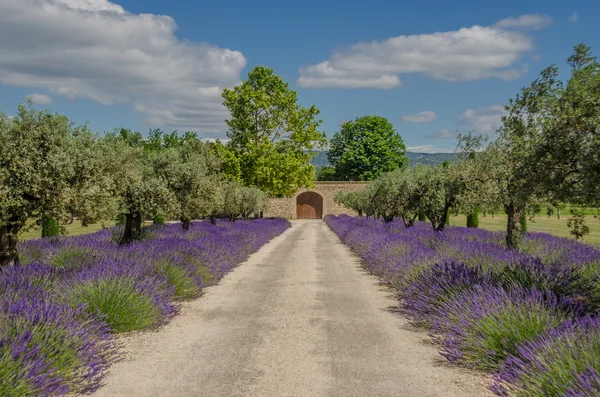 Caminho com lavanda florescendo — Fotografia de Stock