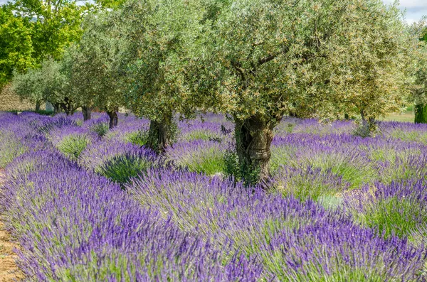 Λεβάντα σε μια σειρά και ελιάς δέντρα — Φωτογραφία Αρχείου