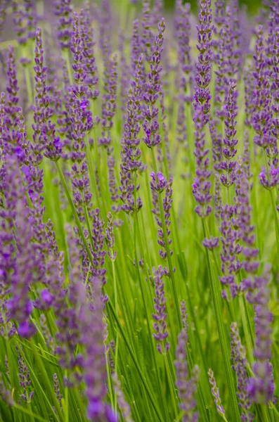 Lavender row in Provence, France — Stock Photo, Image