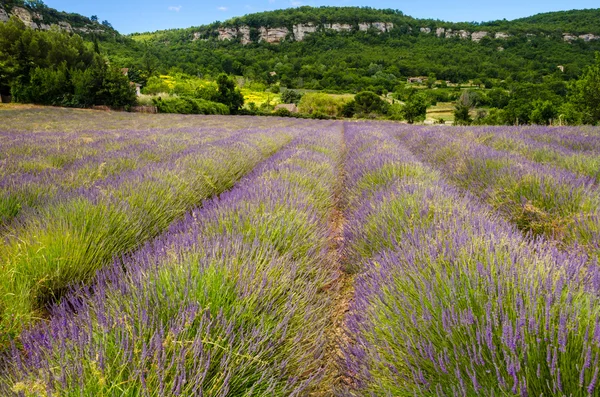 Lavender row in Provence, France — Stock Photo, Image