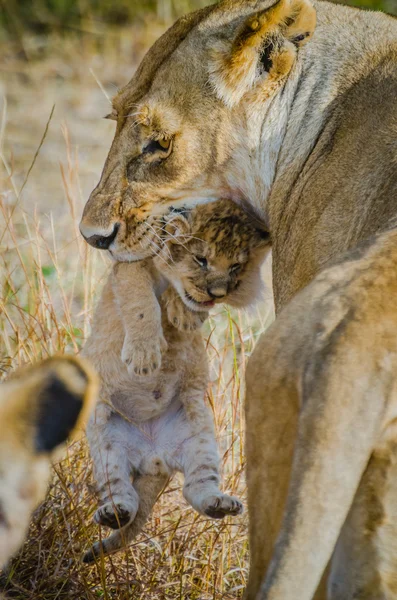 Löwin mit ihrem einwöchigen Jungtier — Stockfoto