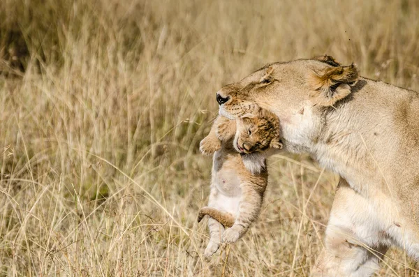 Löwin mit ihrem einwöchigen Jungtier — Stockfoto