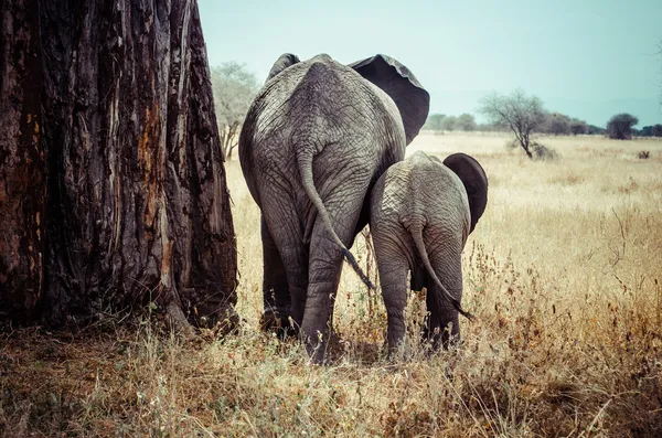 Anya és a baba elefánt Stock Kép