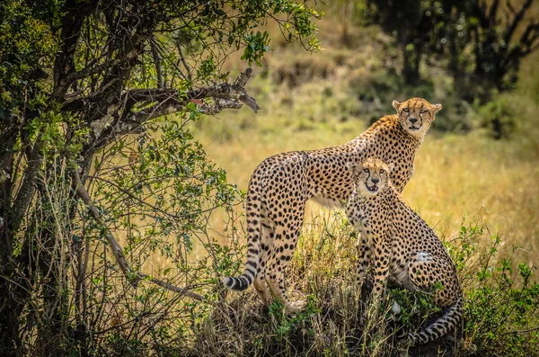 Cheetahs — Stock fotografie