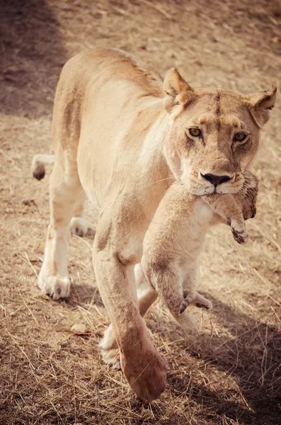 Lioness with her cubs in the mouth — Stock Photo, Image