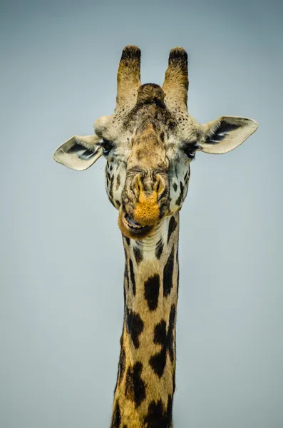 Portrait d'une girafe — Photo