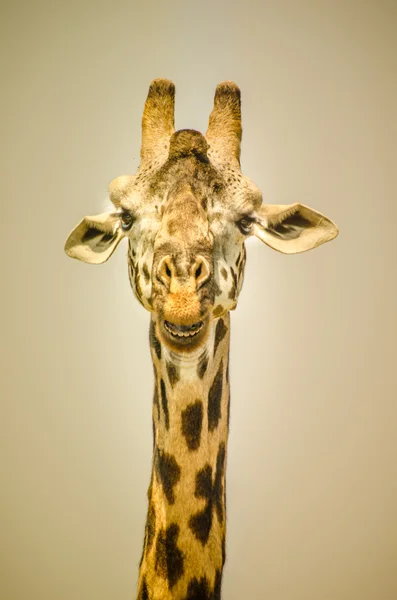 Girafe portrait — Photo