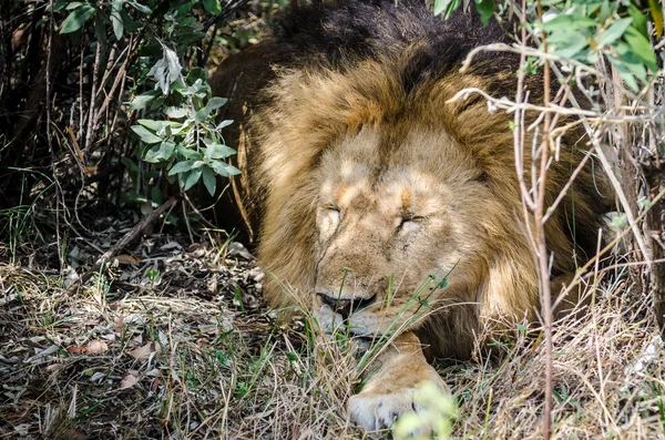 Leão descansando — Fotografia de Stock
