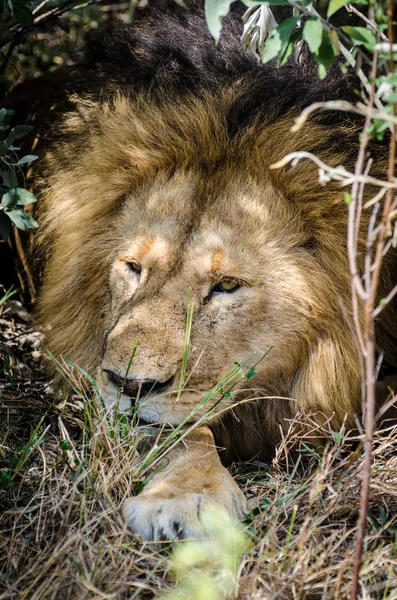 Leul se odihneşte — Fotografie, imagine de stoc