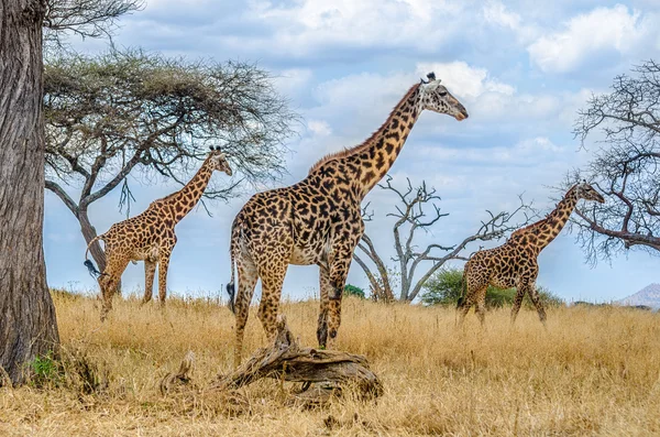 Groupe de girafes dans la nature — Photo