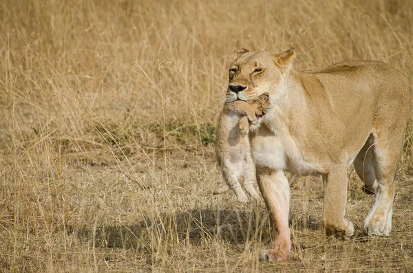 Löwin mit ihren Jungen im Maul — Stockfoto