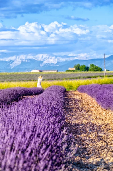 Provence, france, lavender in a row — Stock Photo, Image