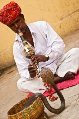 jaipur içinde yılan oynatan kimse