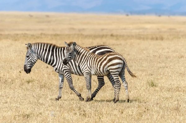 Mother and baby zebra — Stock Photo, Image