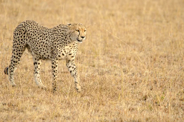 Cheeta v savaně — Stock fotografie