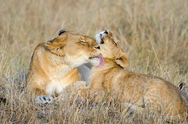 Львица и её детёныш — стоковое фото