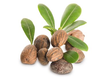 Grup shea fındık ve yaprakları