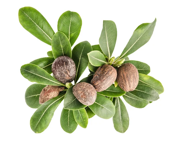 Shea nuts and leaves — Stock Photo, Image