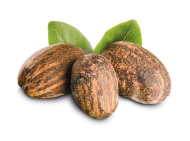 yaprakları ile shea fıstığına