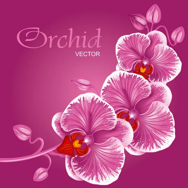 Orquídea roxa — Vetor de Stock