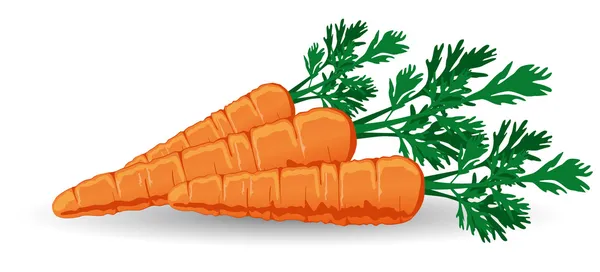 Fresh Carrots — Stock Vector