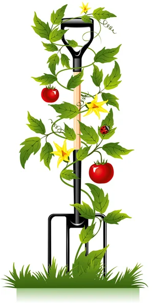 Garden fork and tomato — Stock Vector