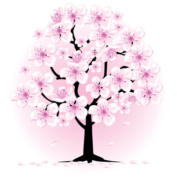 Blossom cherry tree — Stock Vector