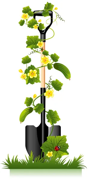 Garden spade and cucumber — Stock Vector