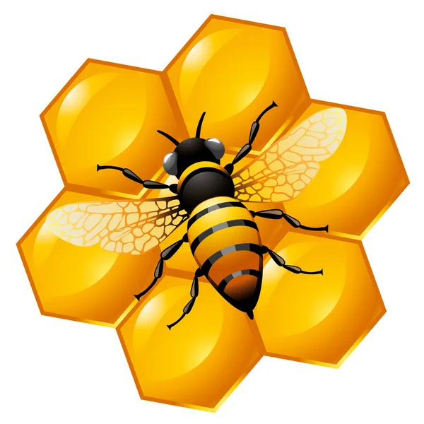 Arı peteği bir kısmını