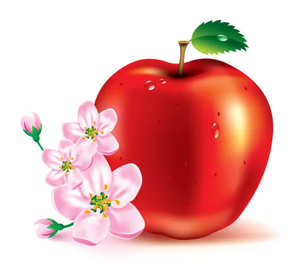 Manzana. El fruto y las flores . — Vector de stock