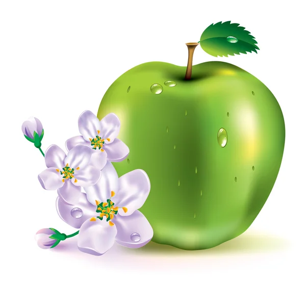 Apple. het fruit en bloemen. — Stockvector