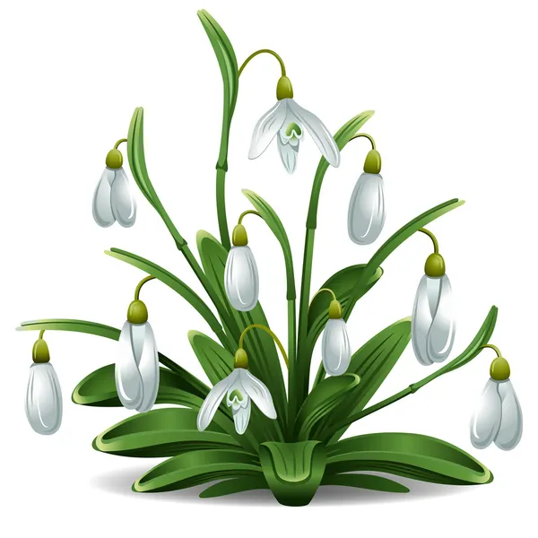 Snowdrops — Stock Vector